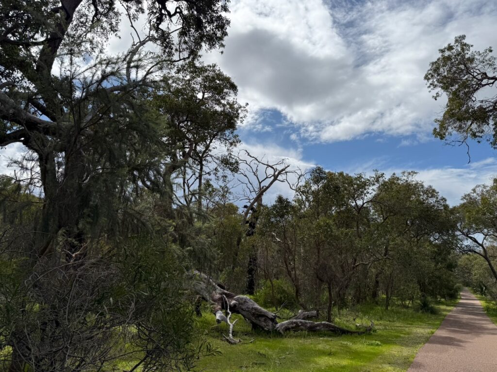 View of standing Australian trees and a fallen trunk alongside the walking path