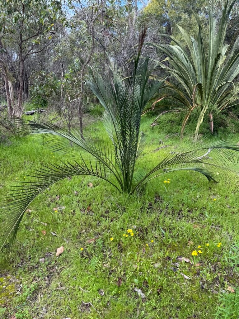 Zamia palm, which is actually a native Australian cycad (Macrozamia riedlei) endemic to southwest Australia, with long palm-like branches rising from the base
