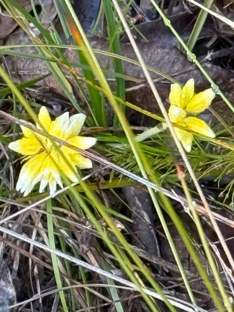 Ambergate Reserve, Busselton