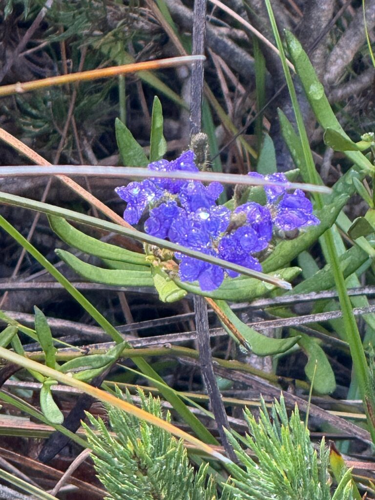 Ambergate Reserve, Busselton