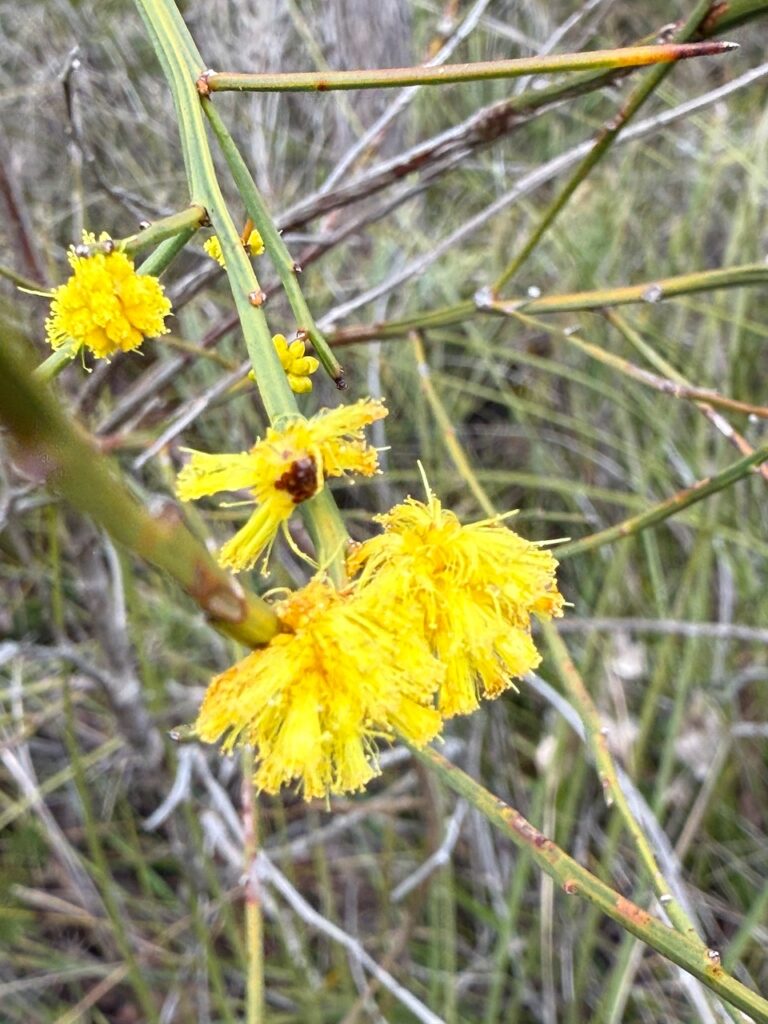 Ambergate Reserve, Busselton