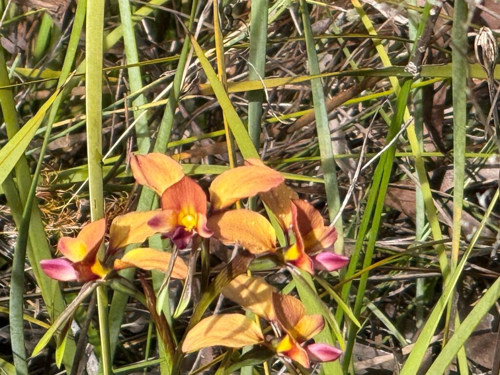 Ambergate Reserve, Busselton