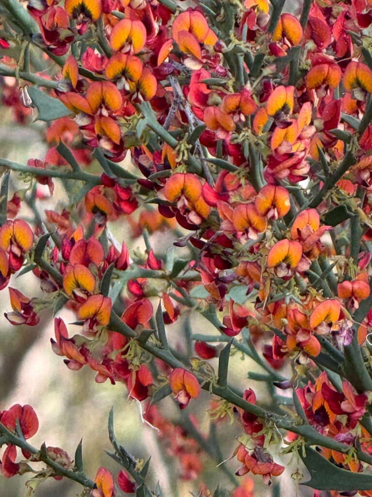 Ambergate Reserve, Busselton