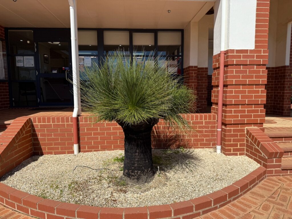 Tidy large grass tree in its own gravel garden bed, in front of the shire council offices