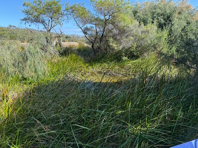 Pond at Wildflower Garden, full of loudly calling frogs