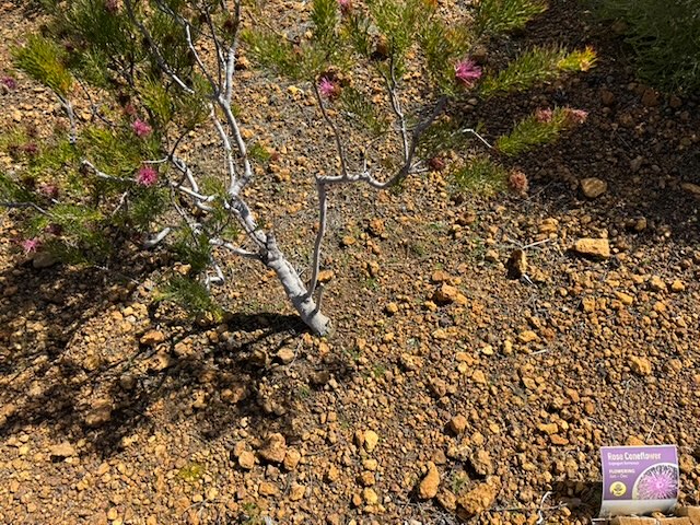 Rose Coneflower - Isopogon formosus