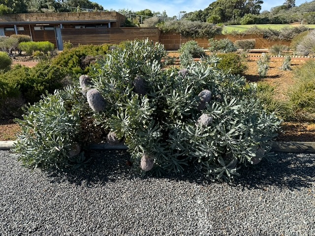 Woolly Banksia - Banksia baueri