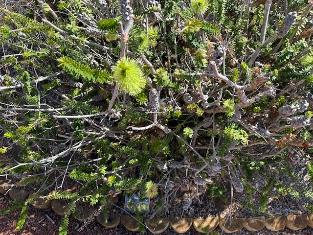 Melaleuca diosmifolia (probably)