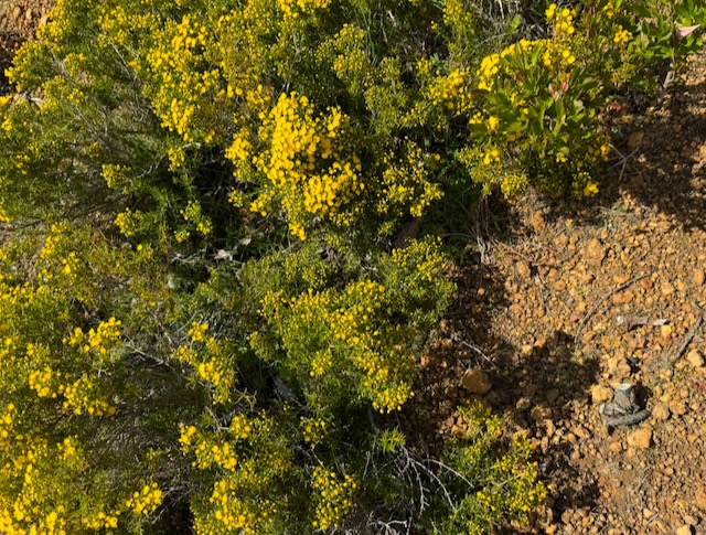 Yellow featherflower - Verticordia chrysantha