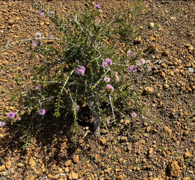 Compact Beaufortia - Beaufortia schaueri