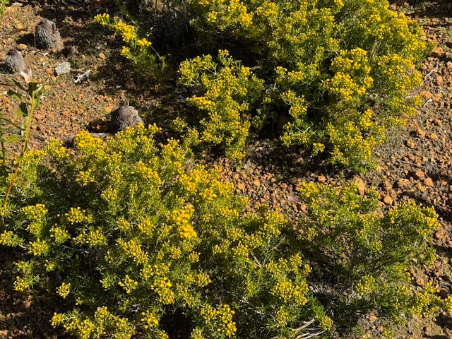 Yellow Featherflower - Verticordia chrysantha