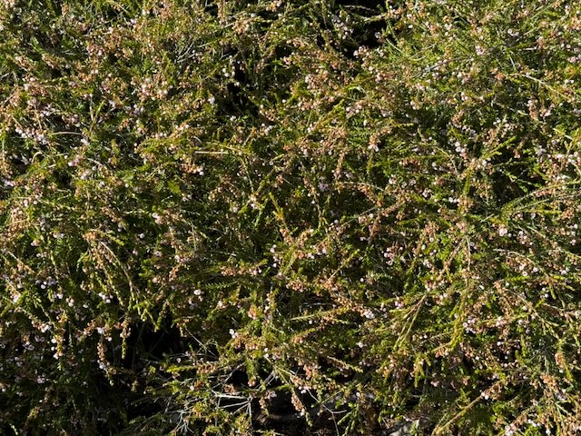 Rock thryptomene - Thryptomene saxicola