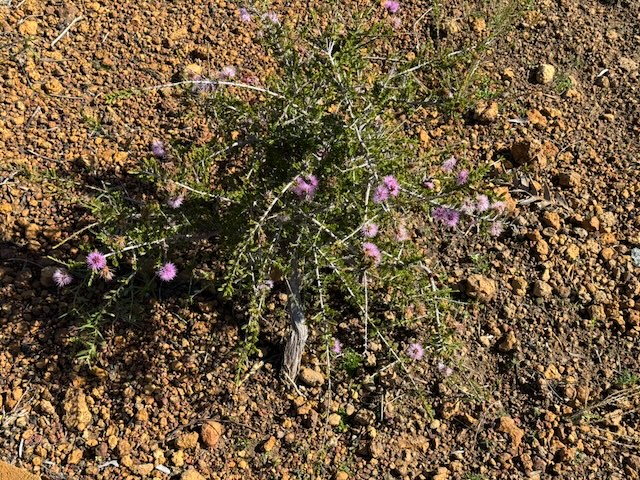 Compact Beaufortia - Beaufortia schaueri