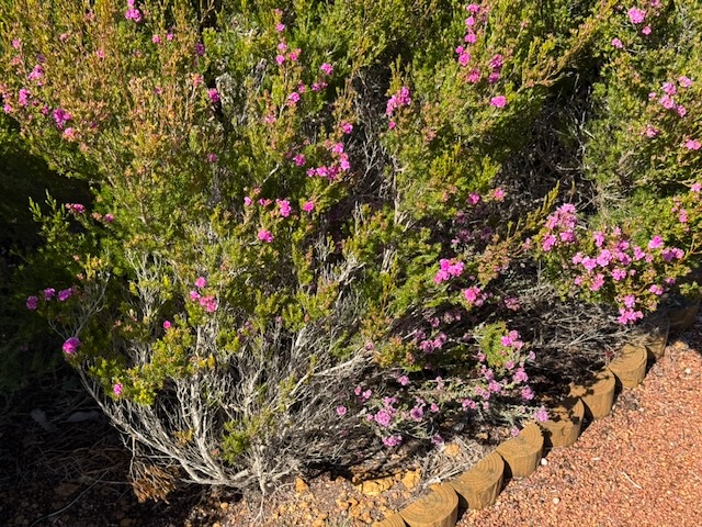 Plumed Featherflower - Verticordia plumosa