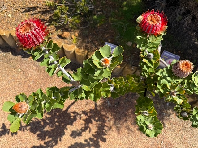 Scarlet Banksia - Banksia coccinea