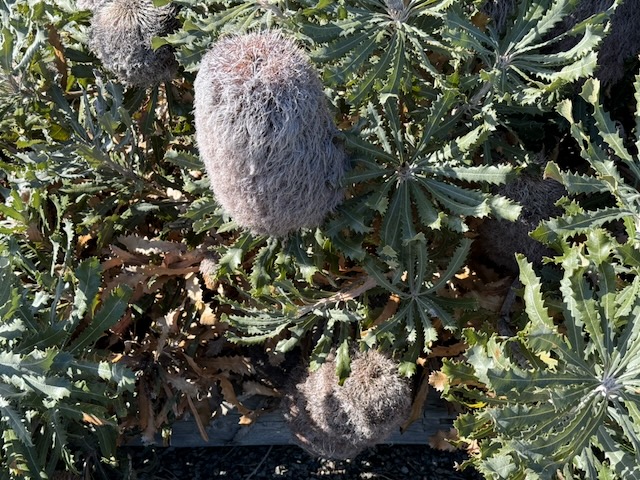 Woolly banksia - Banksia baueri