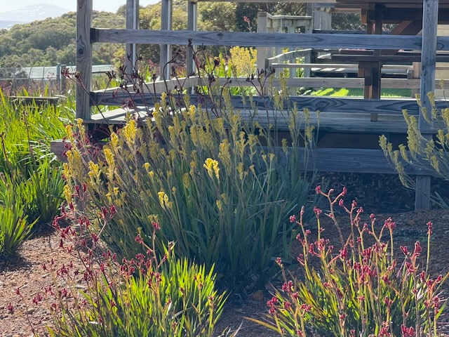 Yellow and crimson kangaroo paw