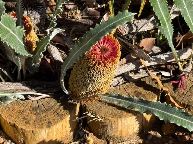Banksia praemorsa – wine/red form