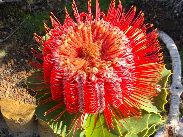 Scarlet banksia - Banksia coccinea