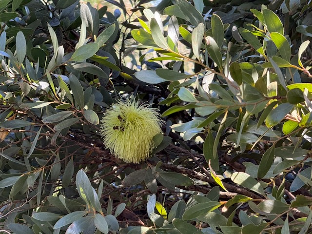 Eucalyptus platypus (possibly)
