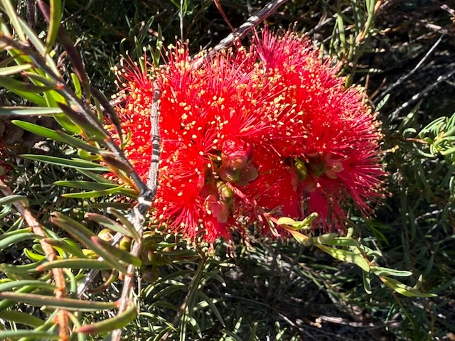Albany bottlebrush - Melaleuca glauca