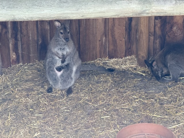 Pademelon with joey