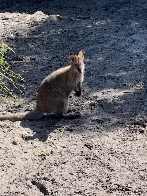 Pademelon