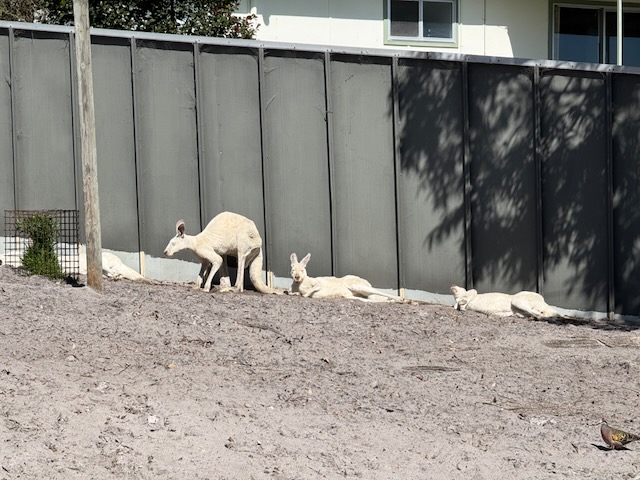 Albino kangaroos