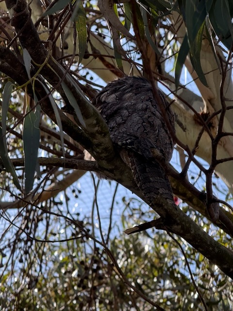 Tawny frogmouth