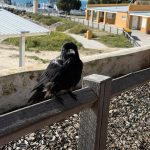 A Torresian crow (I think) sitting on a wooden fence very close to the photographer. Later a bird very like this divebombed me for my gelato! The start of the ferry jetty is visible behind and below the fence