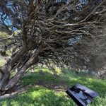 A bent tree at Signal Hill showing the prevailing wind direction from Thomson Bay. There is a historical photograph on an information sign next to the tree showing part of the Settlement in past times