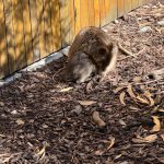 Quokka with feeding joey on bark mulch next to a wooden wall in the Settlement