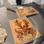 Dried seaweed on card, created by a lighthouse keeper's daughter during the mid-nineteenth century