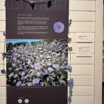 Art work poster at Wadjemup Museum, hung with crocheted lavender-coloured Rottnest Island Daisies to represent the boys and men who never left the island. Text says: " Lest We Forget There are at least 373 Aboriginal leaders, patriots, fathers, sons, brothers and uncles, buried on Wadjemup. It is the largest Deaths in Custody site in Australia. The Wadjemup Project has developed a set of protocols to move forward respectfully, acknowledging the prison history of the Island, drawing on the spiritual strength of Aboriginal people, promoting connection to Country and healing. However, Deaths in Custody in contemporary Western Australia is still a dark reality. Aboriginal people suffer the highest rate of incarceration and Deaths in Custody in a settler colonial state and the situation is far from resolved. Systems and processes are found wanting. There are many other avoidable Deaths in Custody. Aboriginal Legal Services, the Australian Human Rights Commission and other agencies continue to fight for justice"