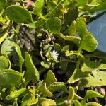 Scaevola crassifolia - Thick-leaved Fan-flower. Green thick, waxy, salt resistant leaves and a single light purple fan-haped flower, shaped as if it has been cut in half. ("Scaevus" means "left-handed" in Latin). It is a West Australian native that grows naturally on sandy coastal sites where there is full sun and exceptionally free draining sandy soils.