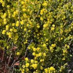 Bright yellow fluffy blossoms of a low-growing coastal wattle