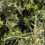 Small pale yellow ball-shaped blossoms and green foliage on the foreshore near Fish Hook Bay