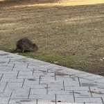 Quokka on dried grass next to a path in the Settlement