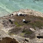 Two Pacific gull sleeping in vegetation on an eroded limestone rock