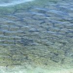 Under clear water, a pattern a little like terrazzo tile is visible. According to scientists Berry and Playford (1992) the brown algae or sargassum seaweed which forms these outlines is a hedge maintained by the buffalo bream, Kyphosus cornelii. Individual fish of both sexes defend contiguous, polygonal territories that cover large areas of shallow limestone shoreline platforms.