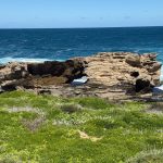 Eroded limestone on the shore at Cape Vlamingh