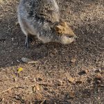 Closeup of a quokka on bare ground at the Settlement