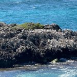 Silver gulls resting on an eroded limestone outcrop. An osprey has built a nest in the middle of the vegetation on the outcrop