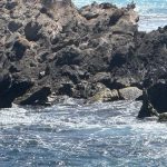 Close up view of sunbathing fur seals on a jagged limestone outcrop in the ocean