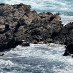 Close up of wave-surrounded limestone rocks in the ocean on which several sunbathing fur seals are visible