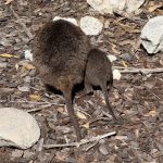 Quokka and joey with their backs to us, standing on bark mulch at the Settlement