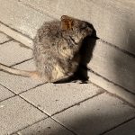 Quokka sits in a patch of sun next to a wooden wall at the Settlement, its head turned into the wall as if a bit sick of all the annoying tourist attention.