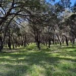 A large shady grove of native trees and straggly grass covers the unmarked graves of nearly 400 Indigenous men and boys who died while imprisoned by British colonisers.