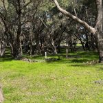 A shady grove of native trees with straggly grass over stony ground covers the unmarked graves of nearly 400 Indigenous men and boys who died while imprisoned by British colonisers. In the middle of the photo is a home-made memorial surrounded by fallen tree branches. In the centre, a small Aboriginal flag on a pole is tied to a short white post.