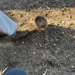 Quokka at Doug's foot